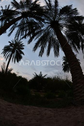 نخيل التمر، شجرة من فصيلة النخيل تُزرع لثمارها الحلوة الصالحة للأكل. وقد حظي نخيل التمر بتقدير كبير منذ أقدم العصور.