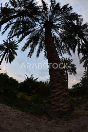 نخيل التمر، شجرة من فصيلة النخيل تُزرع لثمارها الحلوة الصالحة للأكل. وقد حظي نخيل التمر بتقدير كبير منذ أقدم العصور.