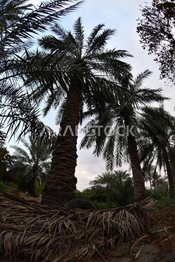 نخيل التمر، شجرة من فصيلة النخيل تُزرع لثمارها الحلوة الصالحة للأكل. وقد حظي نخيل التمر بتقدير كبير منذ أقدم العصور.