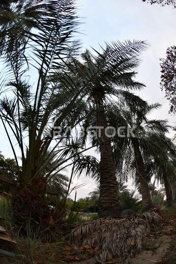 Date palm , tree of the palm family cultivated for its sweet edible fruits. The date palm has been prized from remotest antiquity.