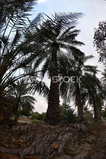 Date palm , tree of the palm family cultivated for its sweet edible fruits. The date palm has been prized from remotest antiquity.