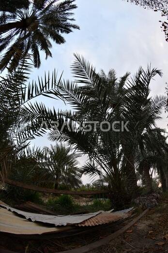 Date palm , tree of the palm family cultivated for its sweet edible fruits. The date palm has been prized from remotest antiquity.