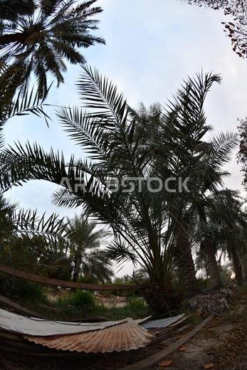 Date palm , tree of the palm family cultivated for its sweet edible fruits. The date palm has been prized from remotest antiquity.