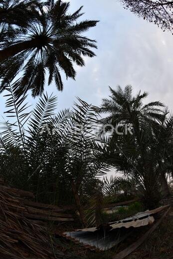 Date palm , tree of the palm family cultivated for its sweet edible fruits. The date palm has been prized from remotest antiquity.