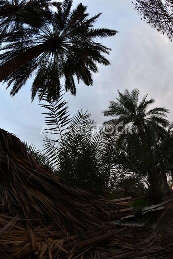 Date palm , tree of the palm family cultivated for its sweet edible fruits. The date palm has been prized from remotest antiquity.