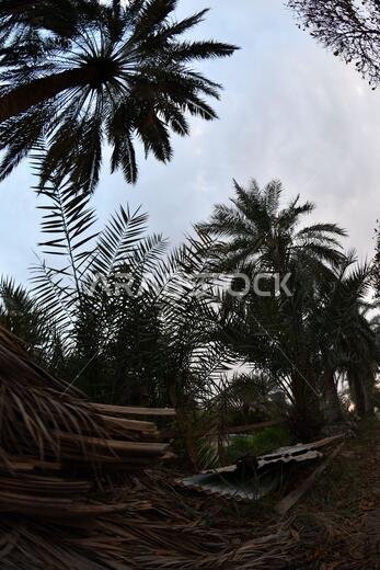 نخيل التمر، شجرة من فصيلة النخيل تُزرع لثمارها الحلوة الصالحة للأكل. وقد حظي نخيل التمر بتقدير كبير منذ أقدم العصور.
