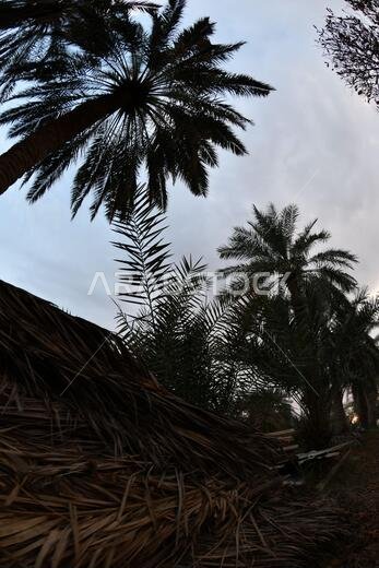 نخيل التمر، شجرة من فصيلة النخيل تُزرع لثمارها الحلوة الصالحة للأكل. وقد حظي نخيل التمر بتقدير كبير منذ أقدم العصور.