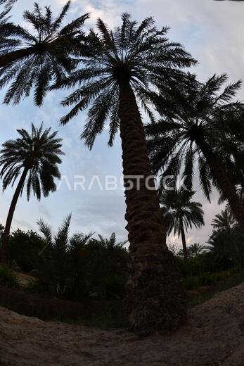 Date palm , tree of the palm family cultivated for its sweet edible fruits. The date palm has been prized from remotest antiquity.