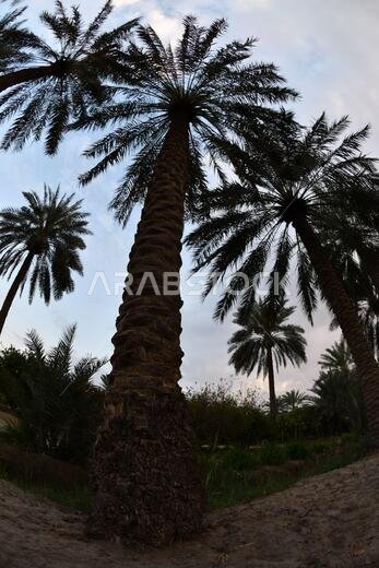 نخيل التمر، شجرة من فصيلة النخيل تُزرع لثمارها الحلوة الصالحة للأكل. وقد حظي نخيل التمر بتقدير كبير منذ أقدم العصور.