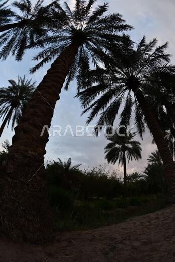 نخيل التمر، شجرة من فصيلة النخيل تُزرع لثمارها الحلوة الصالحة للأكل. وقد حظي نخيل التمر بتقدير كبير منذ أقدم العصور.