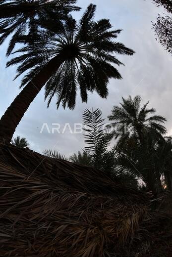 نخيل التمر، شجرة من فصيلة النخيل تُزرع لثمارها الحلوة الصالحة للأكل. وقد حظي نخيل التمر بتقدير كبير منذ أقدم العصور.