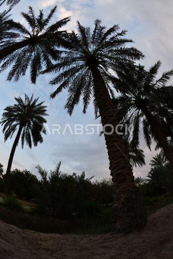Date palm , tree of the palm family cultivated for its sweet edible fruits. The date palm has been prized from remotest antiquity.