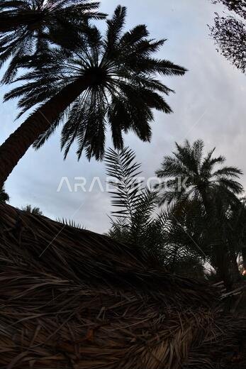نخيل التمر، شجرة من فصيلة النخيل تُزرع لثمارها الحلوة الصالحة للأكل. وقد حظي نخيل التمر بتقدير كبير منذ أقدم العصور.