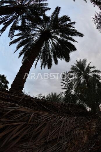 نخيل التمر، شجرة من فصيلة النخيل تُزرع لثمارها الحلوة الصالحة للأكل. وقد حظي نخيل التمر بتقدير كبير منذ أقدم العصور.