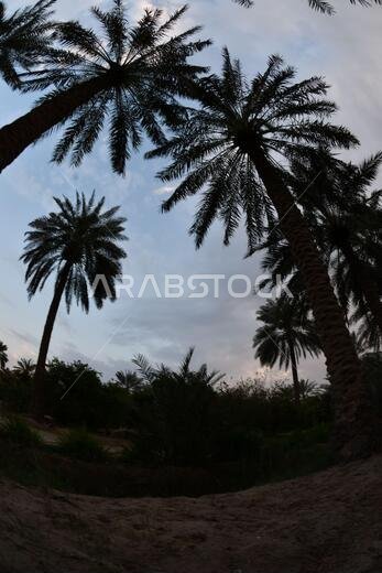 نخيل التمر، شجرة من فصيلة النخيل تُزرع لثمارها الحلوة الصالحة للأكل. وقد حظي نخيل التمر بتقدير كبير منذ أقدم العصور.