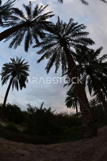 Date palm , tree of the palm family cultivated for its sweet edible fruits. The date palm has been prized from remotest antiquity.