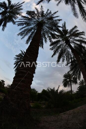 نخيل التمر، شجرة من فصيلة النخيل تُزرع لثمارها الحلوة الصالحة للأكل. وقد حظي نخيل التمر بتقدير كبير منذ أقدم العصور.