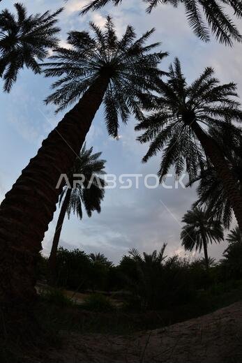 Date palm , tree of the palm family cultivated for its sweet edible fruits. The date palm has been prized from remotest antiquity.