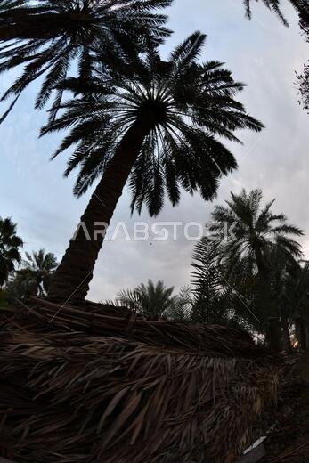 نخيل التمر، شجرة من فصيلة النخيل تُزرع لثمارها الحلوة الصالحة للأكل. وقد حظي نخيل التمر بتقدير كبير منذ أقدم العصور.
