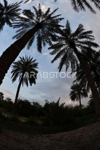 نخيل التمر، شجرة من فصيلة النخيل تُزرع لثمارها الحلوة الصالحة للأكل. وقد حظي نخيل التمر بتقدير كبير منذ أقدم العصور.