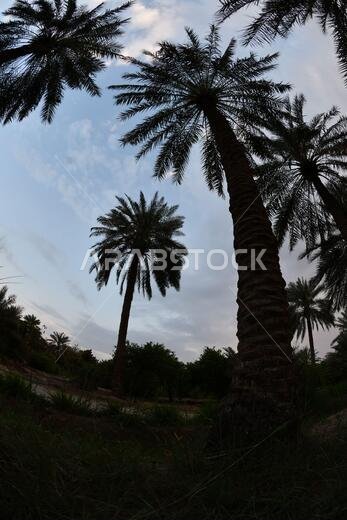 نخيل التمر، شجرة من فصيلة النخيل تُزرع لثمارها الحلوة الصالحة للأكل. وقد حظي نخيل التمر بتقدير كبير منذ أقدم العصور.