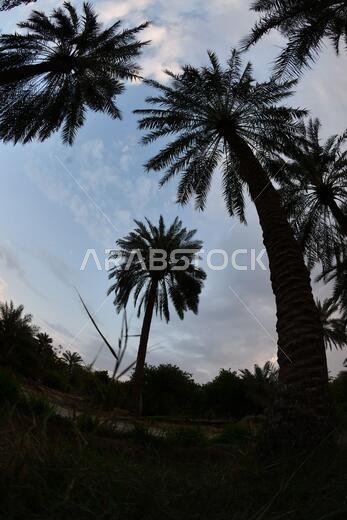 نخيل التمر، شجرة من فصيلة النخيل تُزرع لثمارها الحلوة الصالحة للأكل. وقد حظي نخيل التمر بتقدير كبير منذ أقدم العصور.