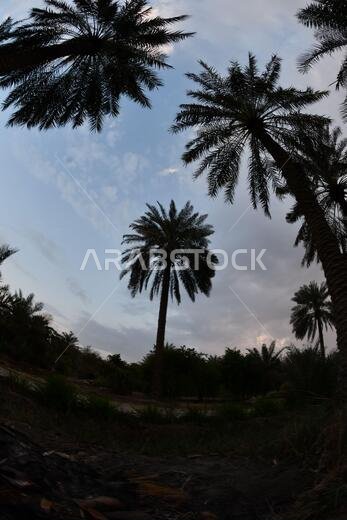 نخيل التمر، شجرة من فصيلة النخيل تُزرع لثمارها الحلوة الصالحة للأكل. وقد حظي نخيل التمر بتقدير كبير منذ أقدم العصور.