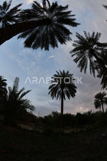 نخيل التمر، شجرة من فصيلة النخيل تُزرع لثمارها الحلوة الصالحة للأكل. وقد حظي نخيل التمر بتقدير كبير منذ أقدم العصور.