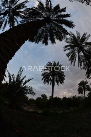 نخيل التمر، شجرة من فصيلة النخيل تُزرع لثمارها الحلوة الصالحة للأكل. وقد حظي نخيل التمر بتقدير كبير منذ أقدم العصور.