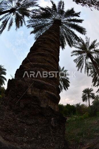 نخيل التمر، شجرة من فصيلة النخيل تُزرع لثمارها الحلوة الصالحة للأكل. وقد حظي نخيل التمر بتقدير كبير منذ أقدم العصور.