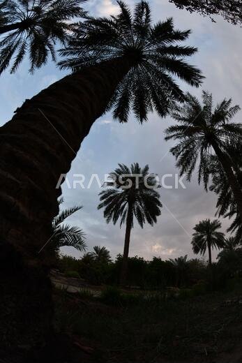نخيل التمر، شجرة من فصيلة النخيل تُزرع لثمارها الحلوة الصالحة للأكل. وقد حظي نخيل التمر بتقدير كبير منذ أقدم العصور. نخيل التمر، شجرة من فصيلة النخيل تُزرع لثمارها الحلوة الصالحة للأكل. وقد حظي نخيل التمر بتقدير كبير منذ أقدم العصور.