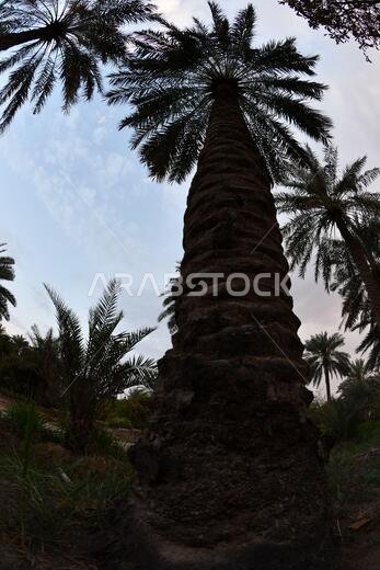 Date palm , tree of the palm family cultivated for its sweet edible fruits. The date palm has been prized from remotest antiquity.