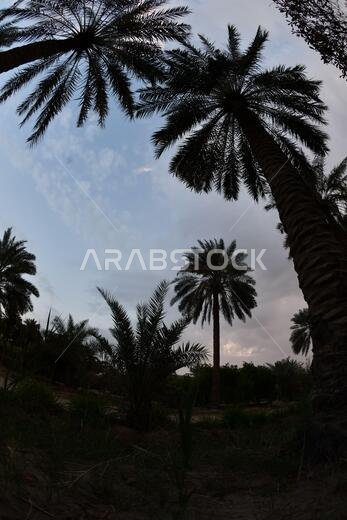 Date palm , tree of the palm family cultivated for its sweet edible fruits. The date palm has been prized from remotest antiquity.