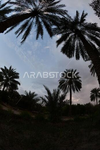 نخيل التمر، شجرة من فصيلة النخيل تُزرع لثمارها الحلوة الصالحة للأكل. وقد حظي نخيل التمر بتقدير كبير منذ أقدم العصور.