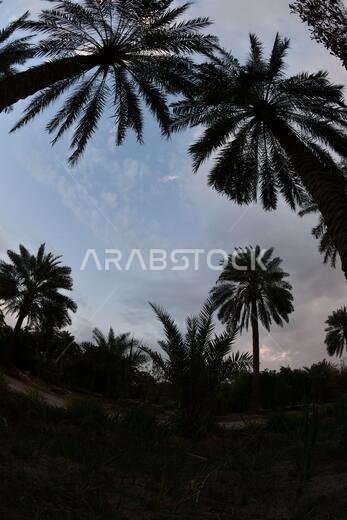 Date palm , tree of the palm family cultivated for its sweet edible fruits. The date palm has been prized from remotest antiquity.