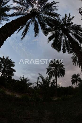 Date palm , tree of the palm family cultivated for its sweet edible fruits. The date palm has been prized from remotest antiquity.