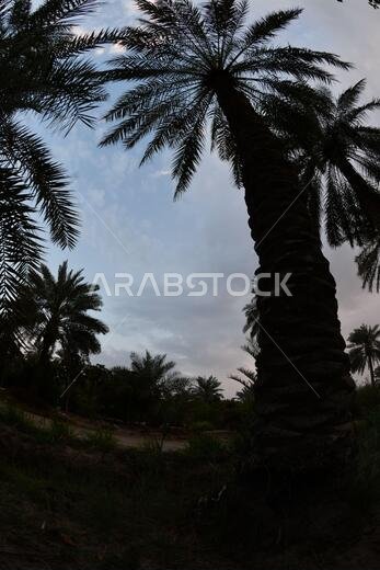 Date palm , tree of the palm family cultivated for its sweet edible fruits. The date palm has been prized from remotest antiquity.