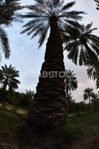 Date palm , tree of the palm family cultivated for its sweet edible fruits. The date palm has been prized from remotest antiquity.