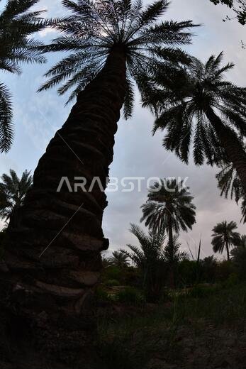 نخيل التمر، شجرة من فصيلة النخيل تُزرع لثمارها الحلوة الصالحة للأكل. وقد حظي نخيل التمر بتقدير كبير منذ أقدم العصور.
