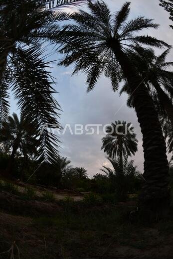 Date palm , tree of the palm family cultivated for its sweet edible fruits. The date palm has been prized from remotest antiquity.