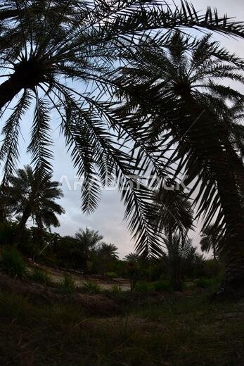 Date palm , tree of the palm family cultivated for its sweet edible fruits. The date palm has been prized from remotest antiquity.