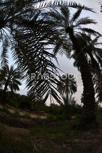 Date palm , tree of the palm family cultivated for its sweet edible fruits. The date palm has been prized from remotest antiquity.