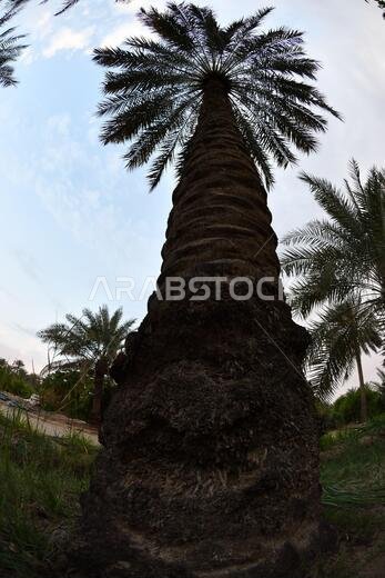 Date palm , tree of the palm family cultivated for its sweet edible fruits. The date palm has been prized from remotest antiquity.