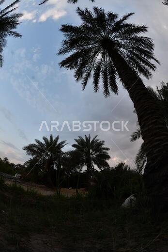 Date palm , tree of the palm family cultivated for its sweet edible fruits. The date palm has been prized from remotest antiquity.