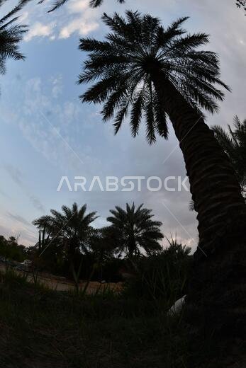 Date palm , tree of the palm family cultivated for its sweet edible fruits. The date palm has been prized from remotest antiquity.