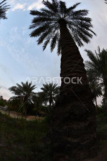 نخيل التمر، شجرة من فصيلة النخيل تُزرع لثمارها الحلوة الصالحة للأكل. وقد حظي نخيل التمر بتقدير كبير منذ أقدم العصور.