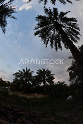 Date palm , tree of the palm family cultivated for its sweet edible fruits. The date palm has been prized from remotest antiquity.