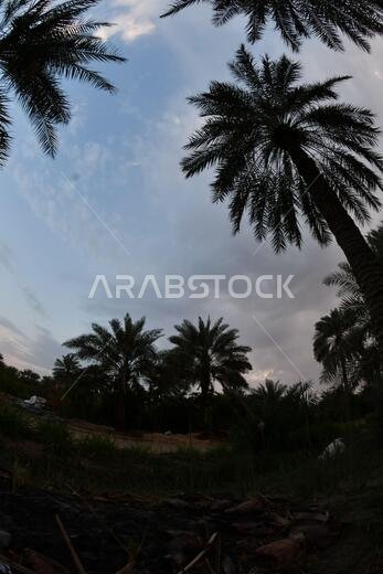 نخيل التمر، شجرة من فصيلة النخيل تُزرع لثمارها الحلوة الصالحة للأكل. وقد حظي نخيل التمر بتقدير كبير منذ أقدم العصور.