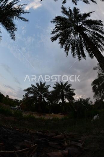 نخيل التمر، شجرة من فصيلة النخيل تُزرع لثمارها الحلوة الصالحة للأكل. وقد حظي نخيل التمر بتقدير كبير منذ أقدم العصور.