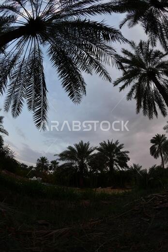 نخيل التمر، شجرة من فصيلة النخيل تُزرع لثمارها الحلوة الصالحة للأكل. وقد حظي نخيل التمر بتقدير كبير منذ أقدم العصور.